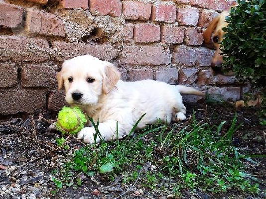 Kαλή τιμή!!!.Πουλάω όμορφα κουτάβια ράτσα GOLDEN RETRIEVER- Γκολντεν Ριτριβερ-250 euro...